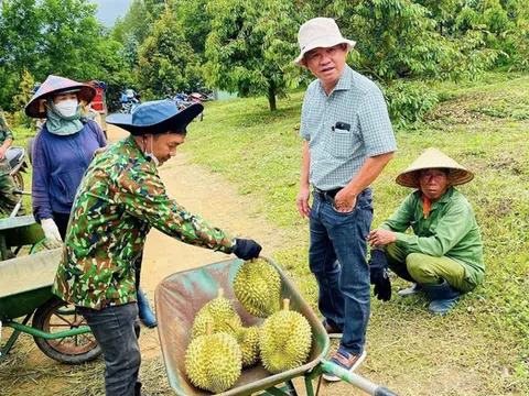 Bầu Đức mời cổ đông "mục sở thị" chuối và sầu riêng